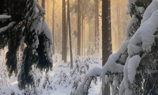 vinter_550x330